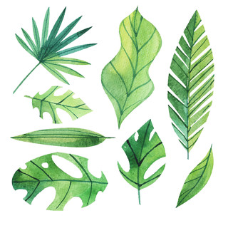 树叶剪影热带夏天植物卡通树叶边框PNG免抠素材